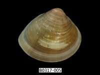 藏品(普通文蛤)的圖片